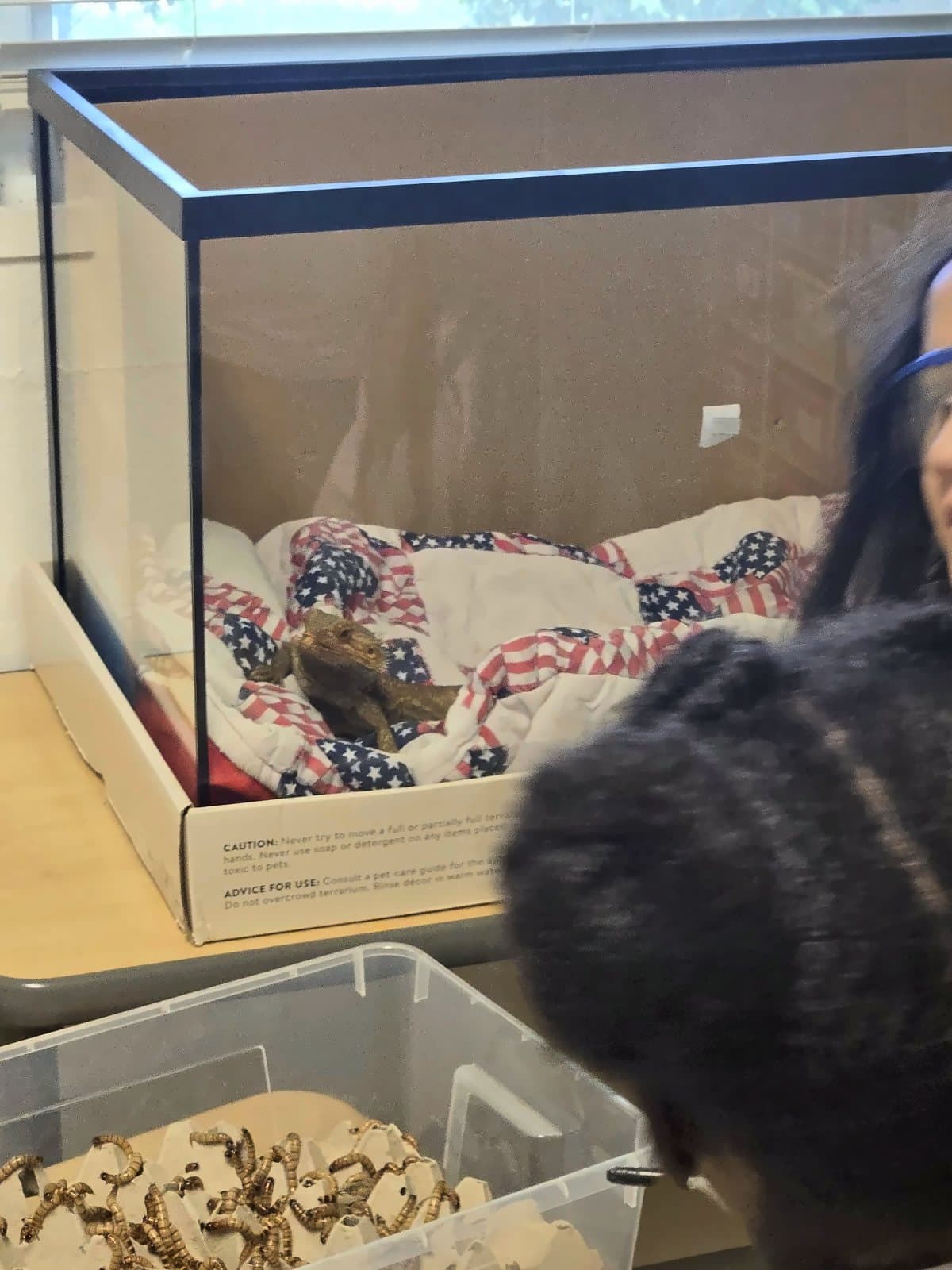 A SWREA student looking into a classroom terrarium